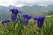 Anello di Cima Lemma e Pizzo Scala dalla Baita del Camoscio il 1 luglio 2019- FOTOGALLERY